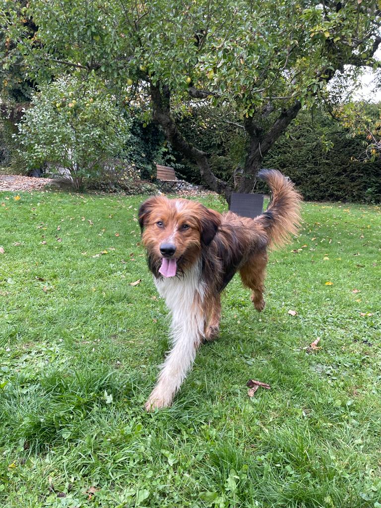 Wäller von der Straubenhalde